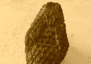 Head